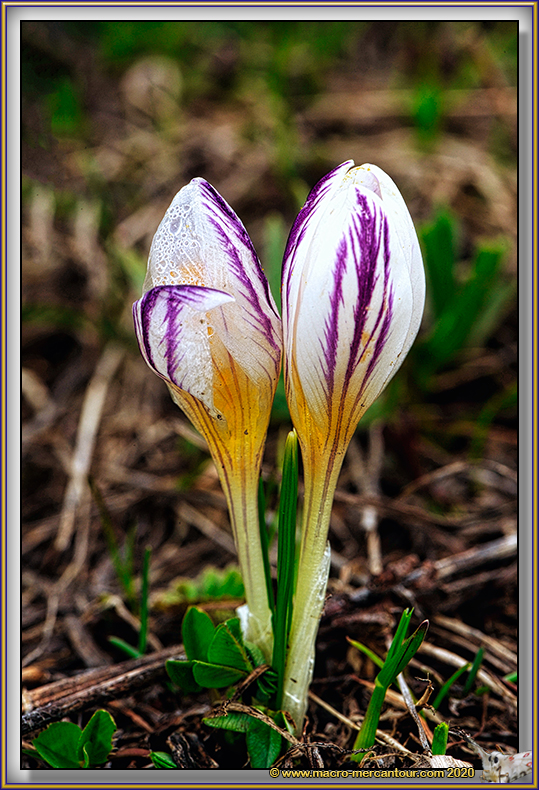 Crocus Versicolor